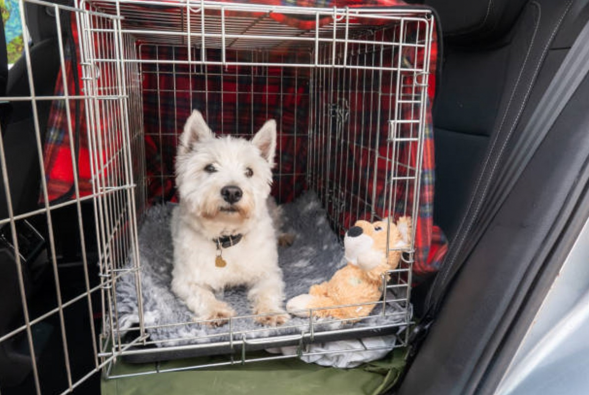 Transport d'animaux de compagnie